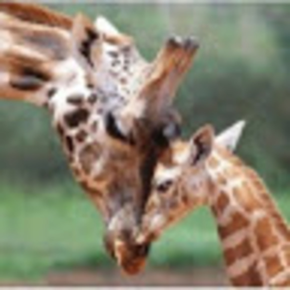 Meet your Posher, Queen - Picture 1 of 1